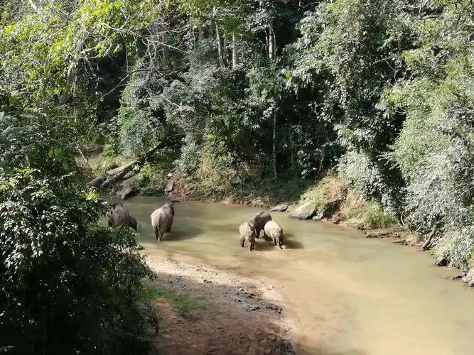 西双版纳野象谷
