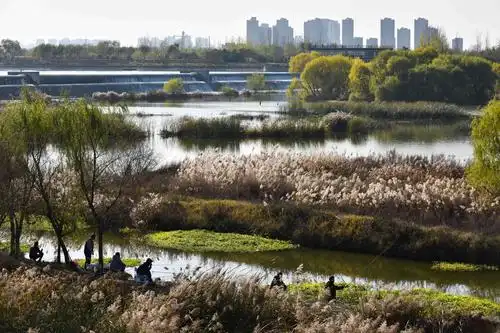初冬季节――西安渭河湿地公园景色迷人