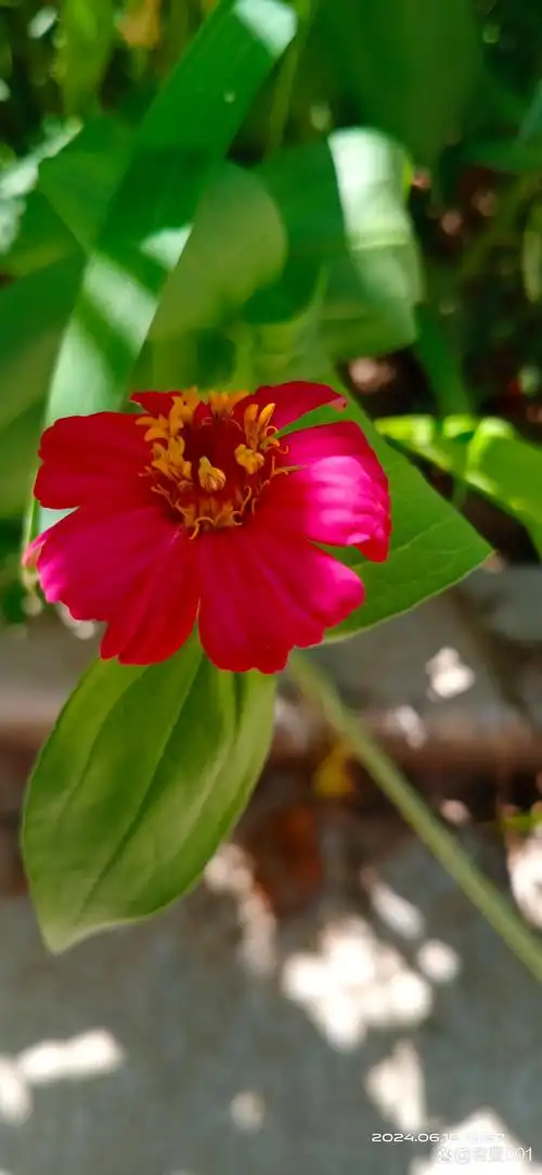 百日菊,别名步步登高.