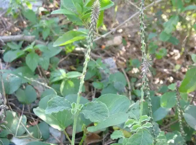 倒扣草(中药材植物名:土牛膝)(植物科目:苋科)