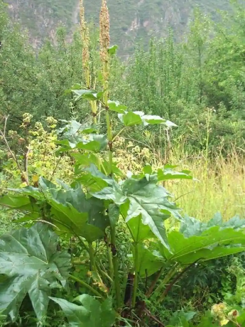 常用中药～大黄 大黄  清热与一切有形之结.