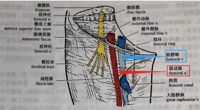 采血找不到合适的静脉不妨试试这些方法