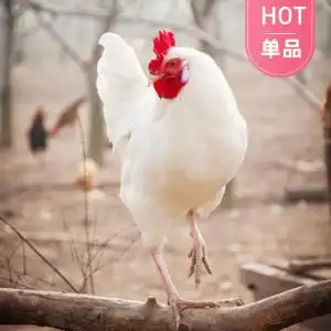 00tb488823314淘宝腾冲雪鸡种蛋受精蛋可孵化小鸡柴鸡受精鸡蛋纯种