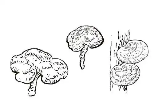 灵芝手绘 灵芝线描 灵芝插画设计图__招贴设计_广告设计_设计图库_昵