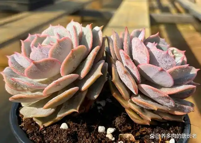 入手了心仪已久的多肉粉蝶?看起来好看就行,可别去深究它的来历