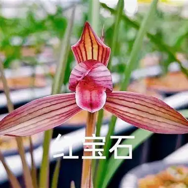 春兰红宝石 纯前垄子母苗 (母叶有黑点) - 中国兰花交易网