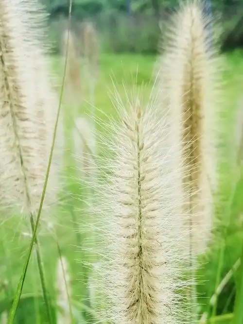 狼尾草又名狗尾巴草狗仔尾老鼠狼芮草