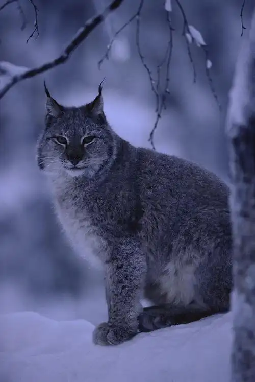猞猁,也被称为山猫或大山猫,是一种体型强壮的猫科动物.