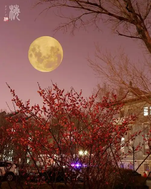 摄影 月下梅花格外俏      本组照片采用二次曝光将月亮和梅园结合在