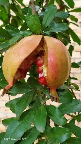 蒲城风物 开口石榴