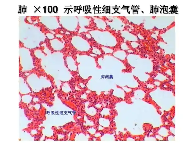 相关主题 你可能喜欢 组胚切片考试 组胚重点 组胚考试重点 组织切片