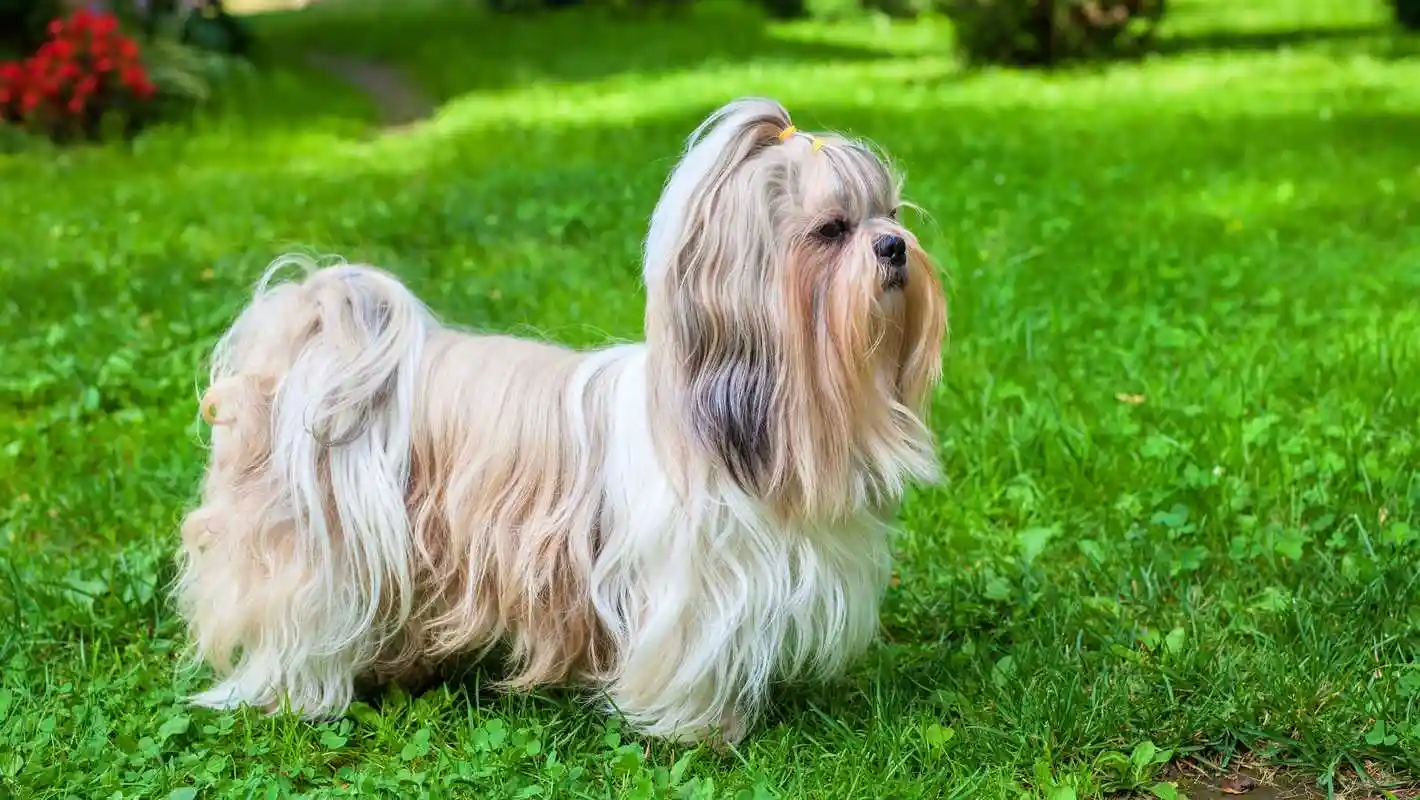 西施犬作为昔日贵族却淡出国人视线究竟是什么原因