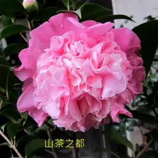 山茶之都又名珍妮茶花盆栽四季常青阳台花卉室内盆景当年开花新品