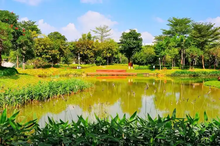 城市风景 #公园散步随拍 深圳 光明区 鹅颈水湿地公园,人 - 抖音
