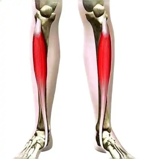 胫骨前肌发达对身体有哪些好处?