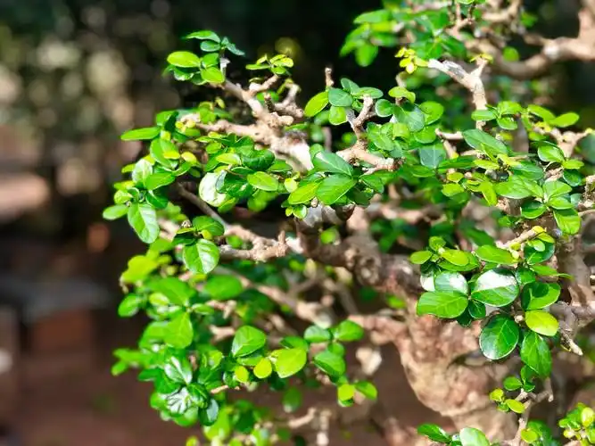 冬剪老博兰欣赏(盆龄均20年以上)