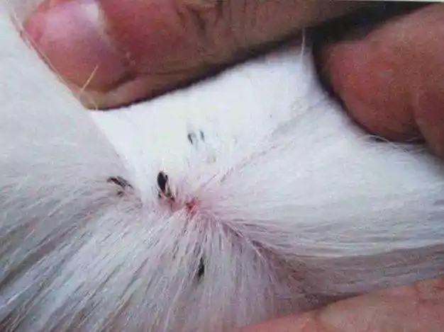 猫咪身上的跳蚤会寄生到人身上吗猫咪身上有跳蚤怎么办