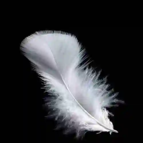黑白色羽毛头像