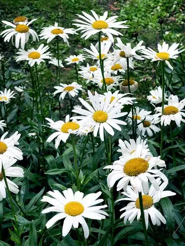 【首发】大滨菊