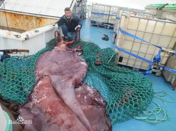 猎奇趣闻海怪传说大王乌贼