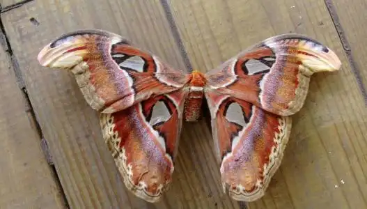 帝王蛾是不是罕见昆虫