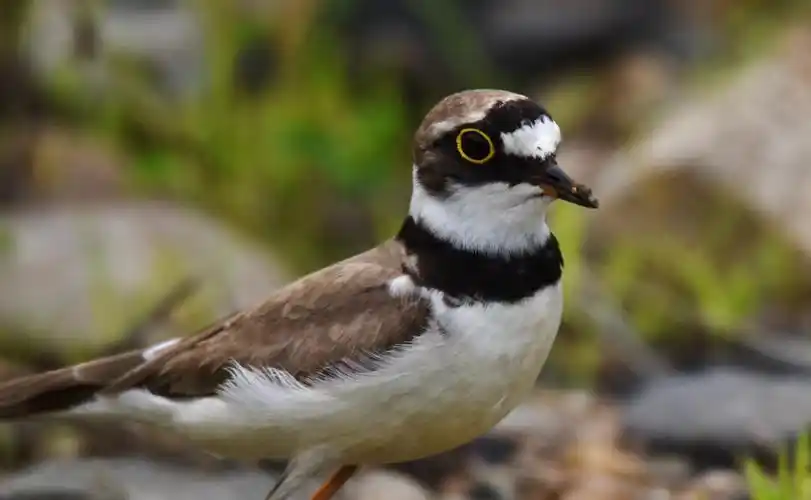 金眶鸻佩戴土豪金眼镜的鸟中土豪