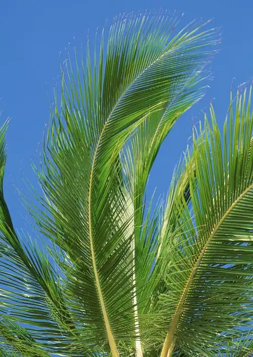 蓝天下的椰子树1280x720分辨率查看