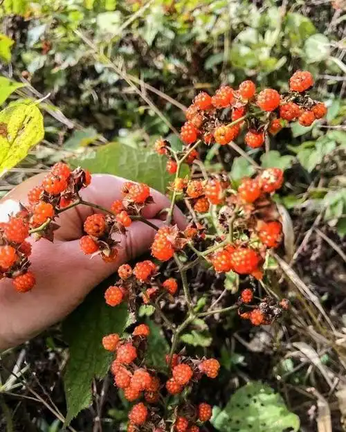 这些山里的野果十个南雄人里九个没吃过