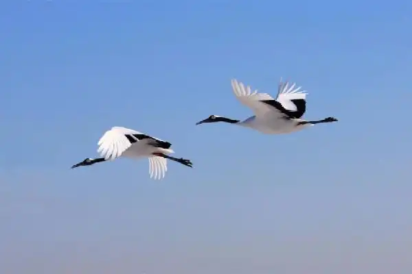 例如仙鹤在空中飞翔的图案,就象征着"一品高升";以