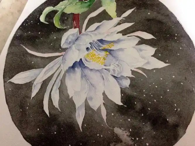 昙花一现_ 水彩 花卉 昙花