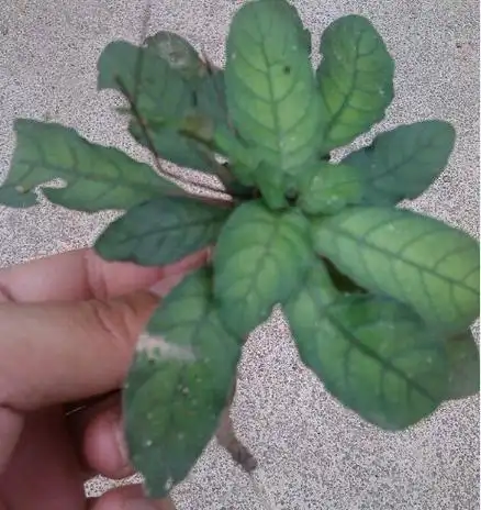 野生白背草有什么功效