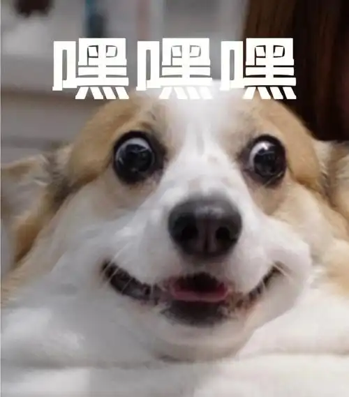 做着做着发现这毛孩子就是个表情帝呀微信上表情商店搜"柯基三万