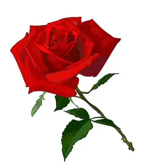 卡通玫瑰花漫画图片