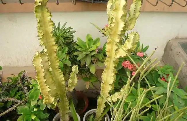 有毒的多肉植物有哪些?(2)