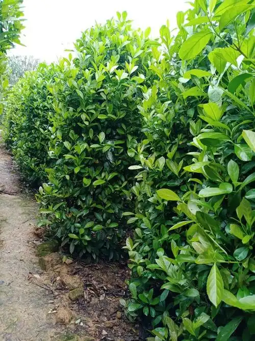 湖南长沙原来绿化苗木法国冬青柱