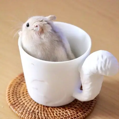 这只蠢萌的仓鼠火了又圆又胖可爱到爆炸