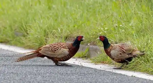 这天黄斌打了两只野鸡,其中一只只是翅膀受了伤,于是他在自家院子里就