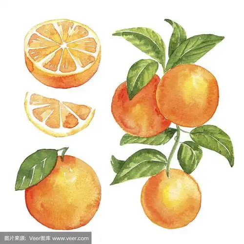 水彩橙色.手绘孤立的插图在白色的背景