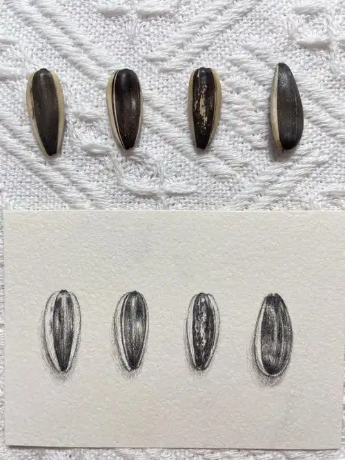 素描瓜子附线稿过程