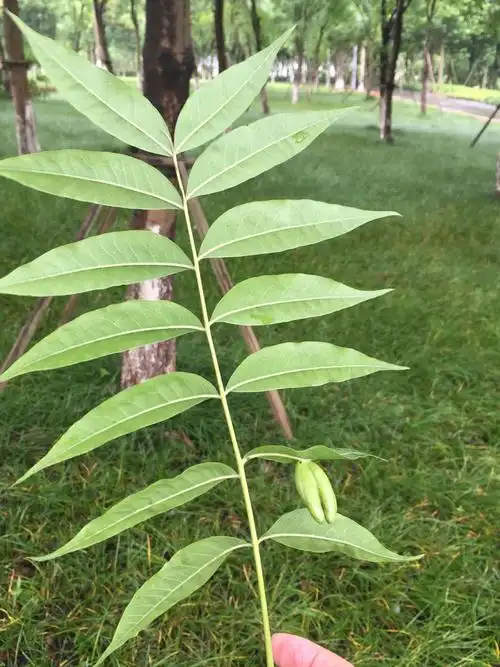 落叶乔木,偶数羽状复叶,叶背有虫瘿,这是什么树?