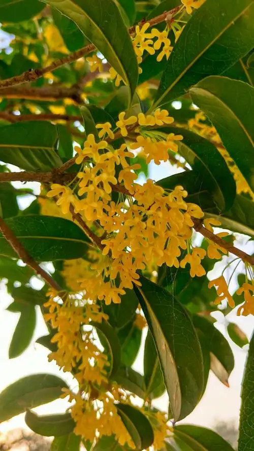 八月桂花香飘十里