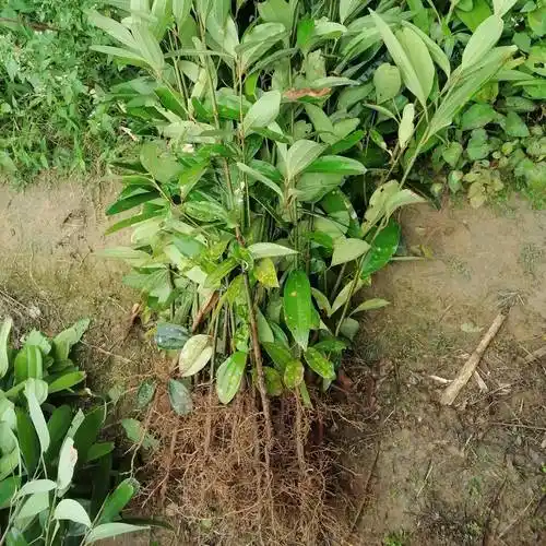 产地直销一手货源供应优质肉桂苗两年到三年苗