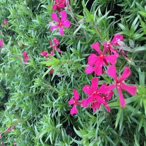 丛生福禄考_福禄考培育基地秀明花卉丛生福禄考_福禄考