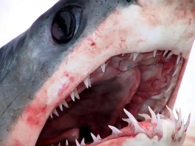 一只灰色鲨鱼嘴准备攻击水下特写镜头