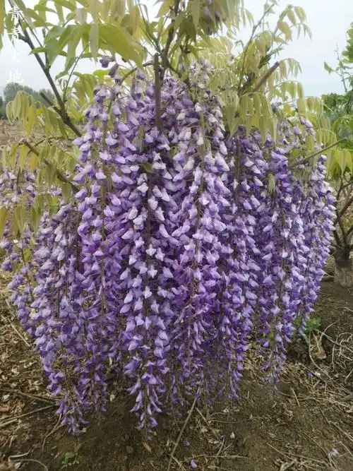紫藤花树苗爬藤植物庭院围墙四季开花盆栽花苗绿植花卉藤蔓紫蓝藤4年