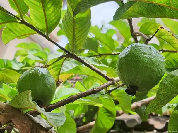 番石榴的营养价值有哪些?