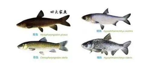 青鱼草鱼鲢鱼鳙鱼包头鱼淡水鱼液氮速冻机