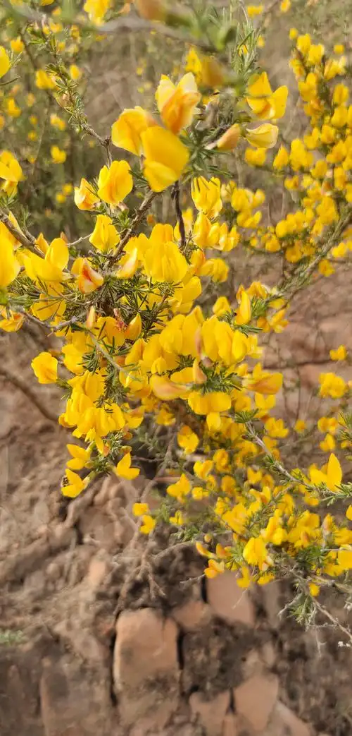 甘肃大山里的野花