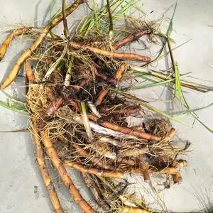 新鲜现采药用蒲黄根食用水蜡烛根天然香蒲品质蒲草黄500g0人付款48