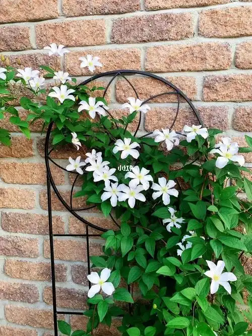 白色铁线莲
